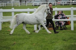 Stallion Parade