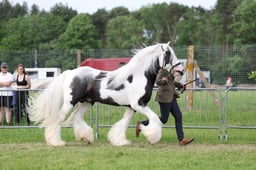 Gyspy Cob Overall Championship