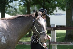 H145 World Breeds In Hand Youngstock