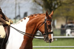 26 Ridden Plaited Horses