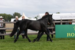 W29_0474 2026