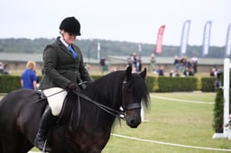 170 Gypsy Cob Geldings