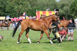 C33_0963 2026