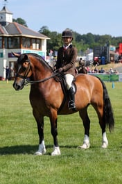 134 Welsh D Geldings