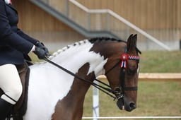 121D Coloured Ridden Non Native Pony