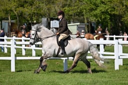 A19_2636 2026