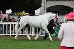 42 Irish Draught Stallions Championship