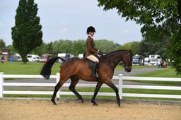 02  Intermediate Show Hunter