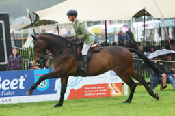 Working Hunter Open