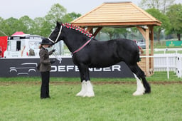 CL 69 Heavy Horse In Hand