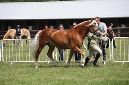 H144 World Breeds In Hand 4ysr & Over