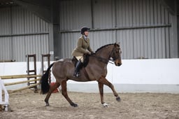 CL69 Intro WH Horse