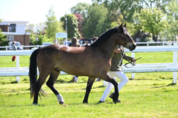 CH11 M&M In Hand Silver Medal Championship