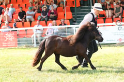 Miniature Shetland Championship