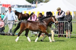C33_0946 2026