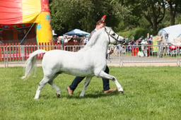 E34_1585 2026