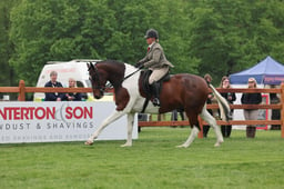 19 Coloured Ridden Non Native Horse