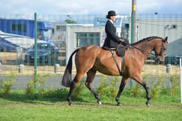 Side Saddle