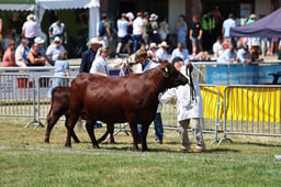 Red Polls