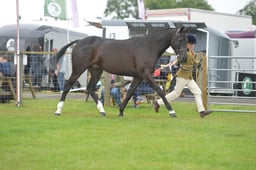 N45_0498 2026