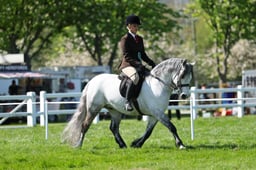 05 HOYS Ridden M&M Connemara