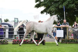 Arab In Hand Overall Championship