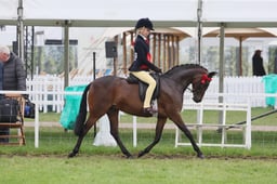 Novice Show Pony Champ