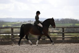 OPEN SHOW HORSE CLASSES