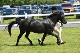 CLH56 Dartmoor Mare