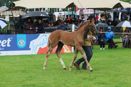 Eventer Breeding Championship