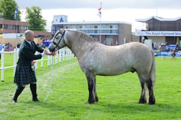 417 Four Five & Six yo Gelding