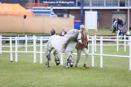 Large Breeds Championship