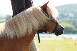 295 Yearlings