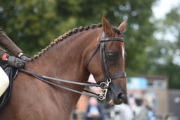 121C Show Hunter Pony 133cm