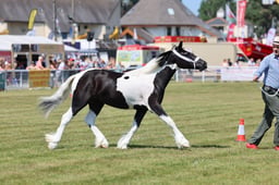 Z68_0202 2026