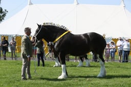 E33_4366 2026