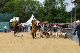 Meet of Hounds