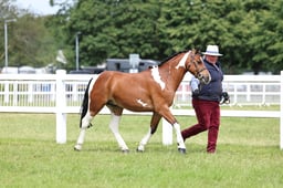 Z43_6680 2026
