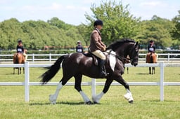 H138 Ridden Coloured Horse