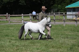 H93 Spotted 4yrs & Over