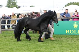 W29_1275 2026