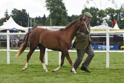 490 Yearling Colt, Filly or Gelding