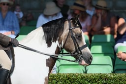S61_0646 2026