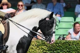 S61_0649 2026