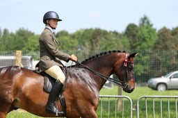 36 HOYS Small Riding Horse