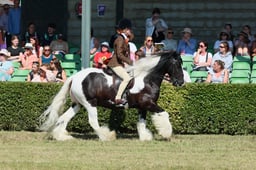 S61_0729 2026