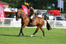27 HOYS Middleweight Ridden Hunter