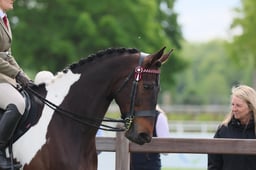 12 Ridden Non Native Coloured Horse