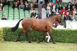 HOYS In Hand Supreme Championship