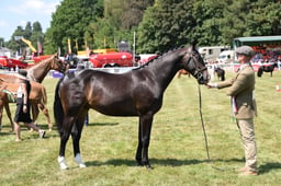 Hunter Breeding Championship